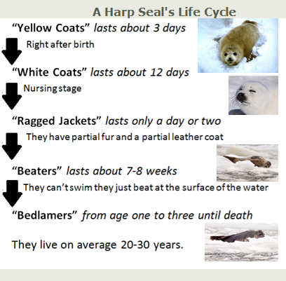 Adaptation of the Harp Seal